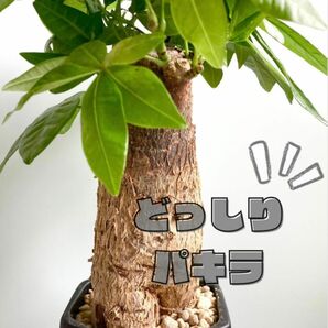 【鉢セット】パキラ　観葉植物 ＊匿名配送＊