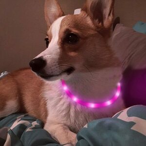 [b6l-a2] dog for shines necklace rechargeable walk dog light LED outlet small size dog medium sized dog large dog pink 