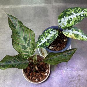 【veil plants】ハイクオリティアグラオネマ2本セット タイ直輸入有名ナーセリィ株の画像1