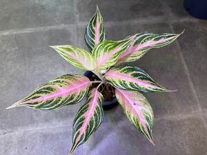 【Veil plants】希少高級株　Aglaonema pinkPanama.アグラオネマ ピンクパナマ　タイ直輸入ハイクオリティファーム株