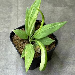 【veil plants】ハイクオリティ希少株 アンスリウム ビッタリフォリウム 斑入り Anthurium Vittarifolium Variegated タイ直輸入株の画像2