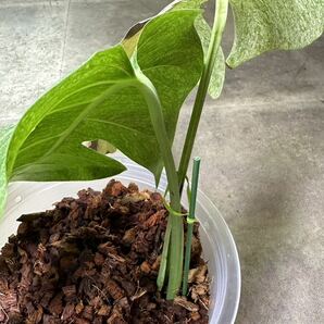 【veil plants】ハイクオリティ最新株 Monstera Deli x borsi Mint Variegated有名ナーセリィ株 の画像4