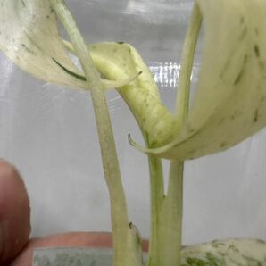 【veil plants】ハイクオリティ大株tissue culture monstera deliciosa mintモンステラ デリシオーサ ミントタイ植物研究所直送の画像2