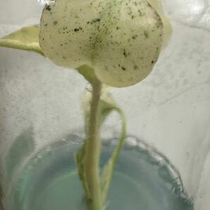 【veil plants】ハイクオリティ大株tissue culture monstera deliciosa mintモンステラ デリシオーサ ミントタイ植物研究所直送の画像1