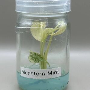 【veil plants】ハイクオリティ大株tissue culture monstera deliciosa mintモンステラ デリシオーサ ミントタイ植物研究所直送の画像6