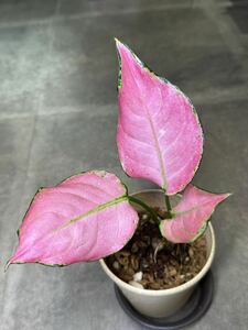 【veil plants】アグラオネマ　スーパーピンク　タイ有名ナーセリィ株