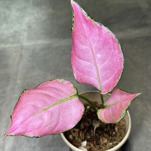 【veil plants】アグラオネマ スーパーピンク タイ有名ナーセリィ株の画像1