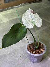 【veil plants】ハイクオリティ株　モンステラ　ホワイトモンスター　タイ直輸入斑入り _画像1