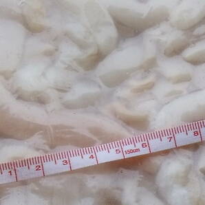 数量限定■即決可■訳アリ赤字処分 生冷 ツブ貝端材(紐) つぶ貝 粒貝 1kg(1kg×1パック) 同梱可能の画像3