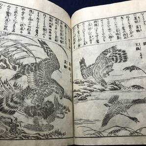 2968獣 獅子 猫 花鳥画 鷹 鷲ほか 絵入 絵本■訓蒙図彙大成■12~13 江戸期 木版画 木版 版画 風俗 百科事典 和本浮世絵ukiyoe古書古文書の画像9