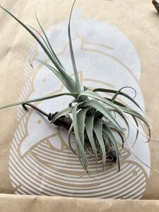 Tillandsia paleacea ssp. apurimacensis チランジア チランドシア エアープランツ 着生材付き