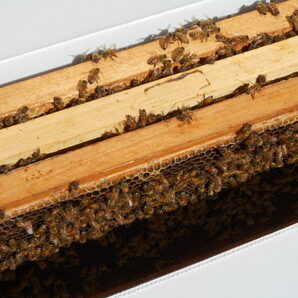 西洋蜜蜂越冬明け３枚群（女王付き）、輸送専用巣箱入り、西洋ミツバチ、セイヨウミツバチ、種蜂、養蜂、花粉交配、ふそ病の検査済証付きの画像5