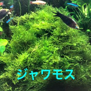 無農薬 ジャワモス シュリンプ 熱帯魚