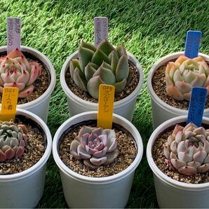 28A5多肉植物10個セット　多肉植物6個セット＋多肉植物4α個セット　名前不明多肉植物がなくなりましたら6個セットへ戻す予定です