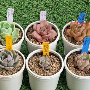 29A3多肉植物10個セット　多肉植物6個セット＋多肉植物4α個セット　名前不明多肉植物がなくなりましたら6個セットへ戻す予定です