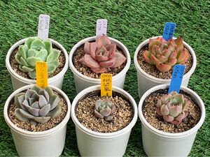 29A3多肉植物10個セット　多肉植物6個セット＋多肉植物4α個セット　名前不明多肉植物がなくなりましたら6個セットへ戻す予定です