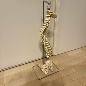 人体模型 脊髄骨盤模型