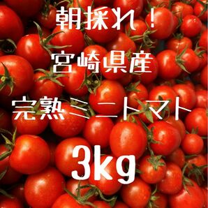 宮崎県産　完熟ミニトマト　3kg