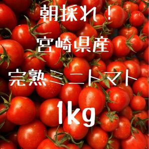 宮崎県産　完熟ミニトマト　1kg