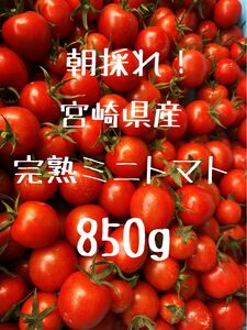 宮崎県産　完熟ミニトマト　850g