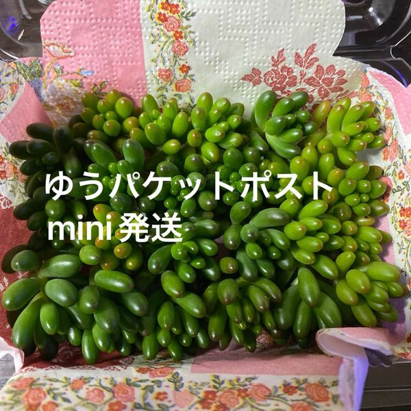 多肉植物　カット苗　虹の玉