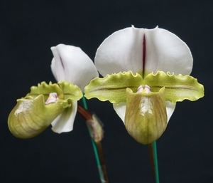 No.734 Paph.spicerianum’Yashima’AM/KPG x self 苗2鉢セット パフィオ 原種