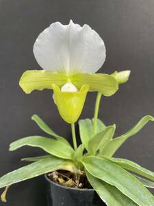 No.711 Paph.charlesworthii fma.album x self 苗 パフィオ 原種