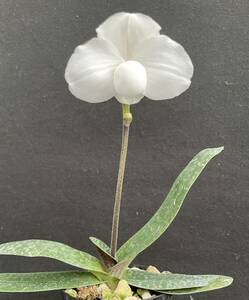 No.687 Paph.niveum x sib. 蕾付き株 パフィオ 原種