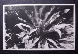 おほたにわたり 水竜骨科 絵葉書 スタンプ印〔A-171〕日向の青島 熱帯性植物 / 戦前 写真 歴史資料 絵はがき ポストカード