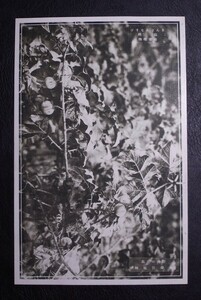 ぎんなんなすび 茄科 有毒植物 絵葉書〔A-168〕日向の青島 熱帯性植物 9.8.26 スタンプ印 / 戦前 写真 歴史資料 絵はがき ポストカード