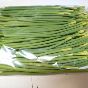 長崎県産　にんにくの芽　500g