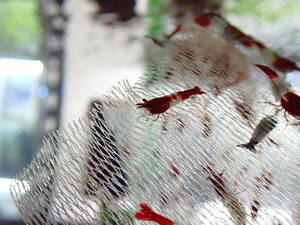  red ru Lee shrimp 22 pcs 2 point successful bid .+ all sorts 1 pcs addition 5 point successful bid . postage half-price 