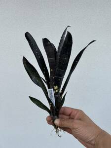 Billbergia Canvey Black