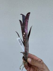 Billbergia Tinker Bell Bill bell механизм Tinkerbell 