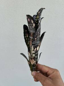 Billbergia Vittata Domingos Martins From AUS clone ビルベルギア ドミンゴス　マルティンス　オーストラリア　クローン