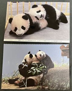 シャンシャン 公式ポストカード 4連ポストカード パンダ 上野動物園 完売品 シャオシャオ レイレイ