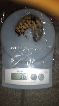 【24g～36g】　天然カブトムシ幼虫10匹_画像2