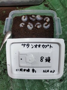 サタンオオカブト　 幼虫8頭 　他種出品中　NA03