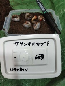 サタンオオカブト　 幼虫6頭 　他種出品中　