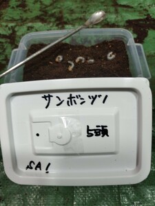 ■レア種　サンボンヅノカブト　 幼虫5頭 　他種出品中 SA01
