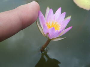 [. rice field shop water .]. obi . water lily tip *ma knee ( water lily ) seedling 