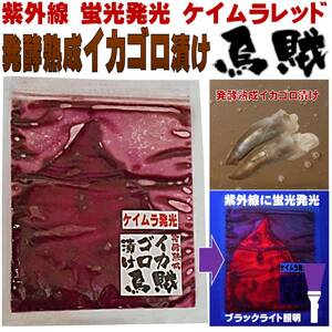 釣り餌 集魚剤 養殖飼料同様 発酵熟成 イカゴロ漬け ケイムラレッド 真イカ 大型サイズ 冷凍イワシ 海上釣堀 エサ 釣り餌 サンマ 釣りエサ