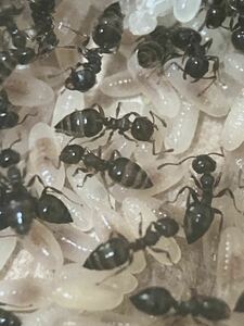 テラニシシリアゲアリコロニー　女王アリ1、ワーカー、卵、幼虫多数