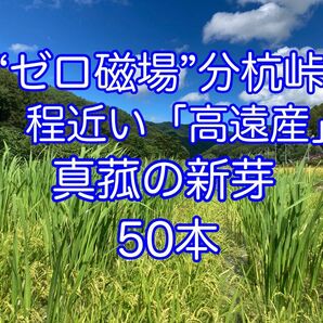 【田植え用】真菰(まこも)の新芽　50本