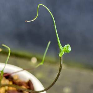 ＫＮ １円！ アロカシア プランベア ‘フライングスクイッド‘（ALOCASIA PLUMBEA `FLYING SQUID`）   0.8Ｍ以下の画像1