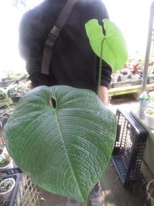 ＫＮ　アンスリューム(ベニウチワ属）　ルグローサム　クリニタム（ANTHURIUM RUGULOSUM CRINITUM）　　　1.6Ｍ以下