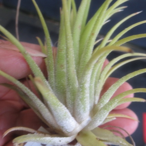 ＫＮ ティランジア イオナンタ ‘ホワイトフラワー‘（TILLANDSIA IONANTHA `white flower`）   0.8Ｍ以下の画像3