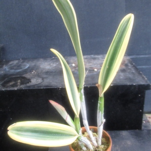 ＫＮ １円！ カトレア セドレスコンベ ⅹ ディクティオフィラ（CATTLEYA hybrid SEDLESCOMBE x DICTYOPHYLLA）   0.8Ｍ以下の画像5