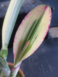 ＫＮ　１円！　カトレア　セドレスコンベ　ⅹ　ディクティオフィラ（CATTLEYA hybrid SEDLESCOMBE x DICTYOPHYLLA）　　　0.8Ｍ以下