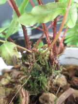 ＫＮ　ブレクナム(ヒリュウシダ属）　ファルシフォルメ（BLECHNUM FALCIFORME）　　　0.8Ｍ以下_画像8